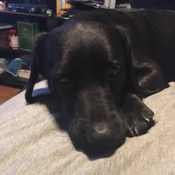 Meet your Posher, Shayna - Picture 1 of 1